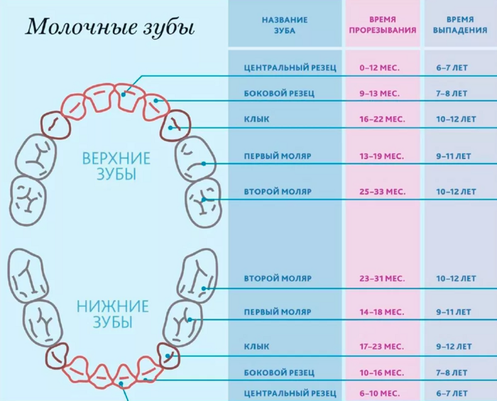 Схема прорезывания зубов у детей